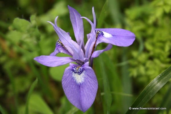 Gynandriris sisyrinchium